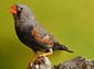 Zebra finch wallpaper