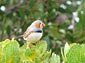 Zebra finch wallpaper