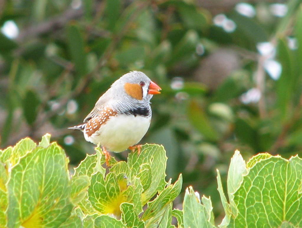 free Zebra finch wallpaper wallpapers download