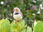 Zebra finch wallpaper