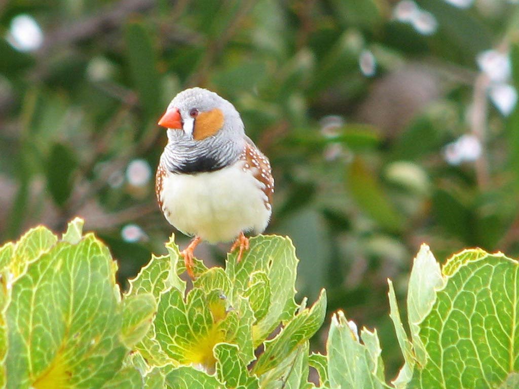 free Zebra finch wallpaper wallpapers and background