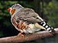 Zebra finch wallpaper