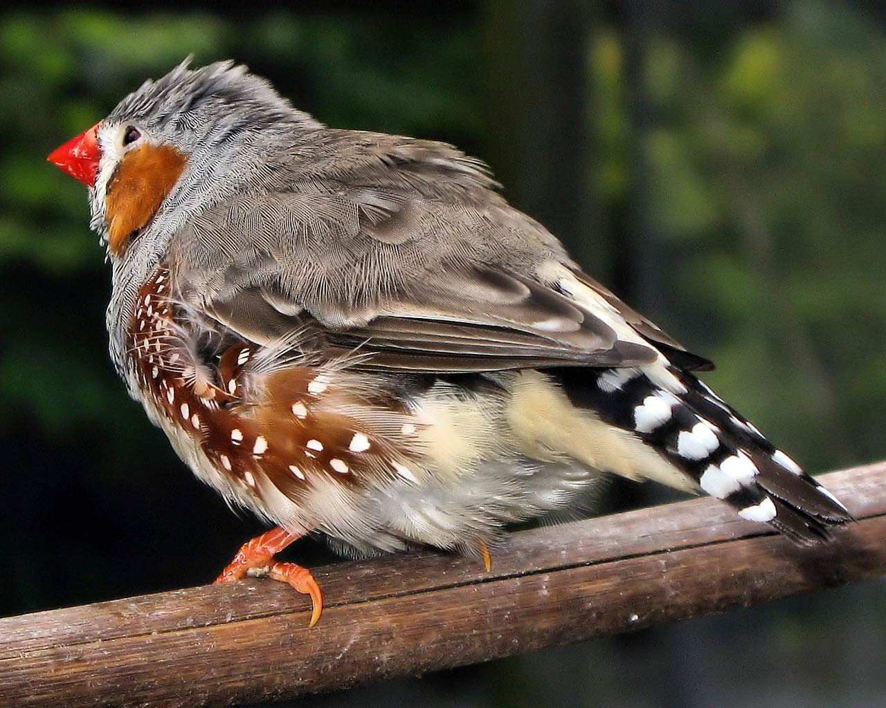 free Zebra finch wallpaper wallpapers download