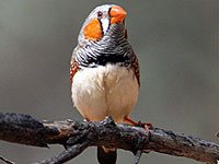 Zebra finch picture