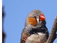 Zebra finch