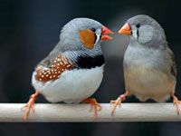 Cute little Zebra finch birds image