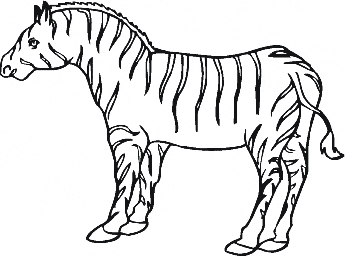 Spy coloring pages zebra