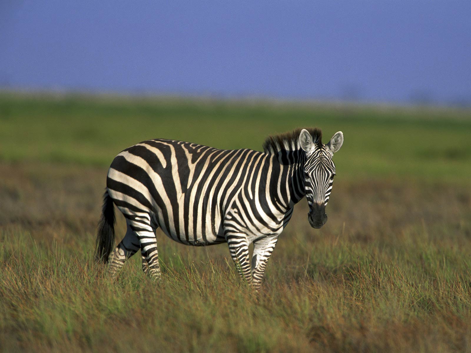 free Zebra wallpaper wallpapers download