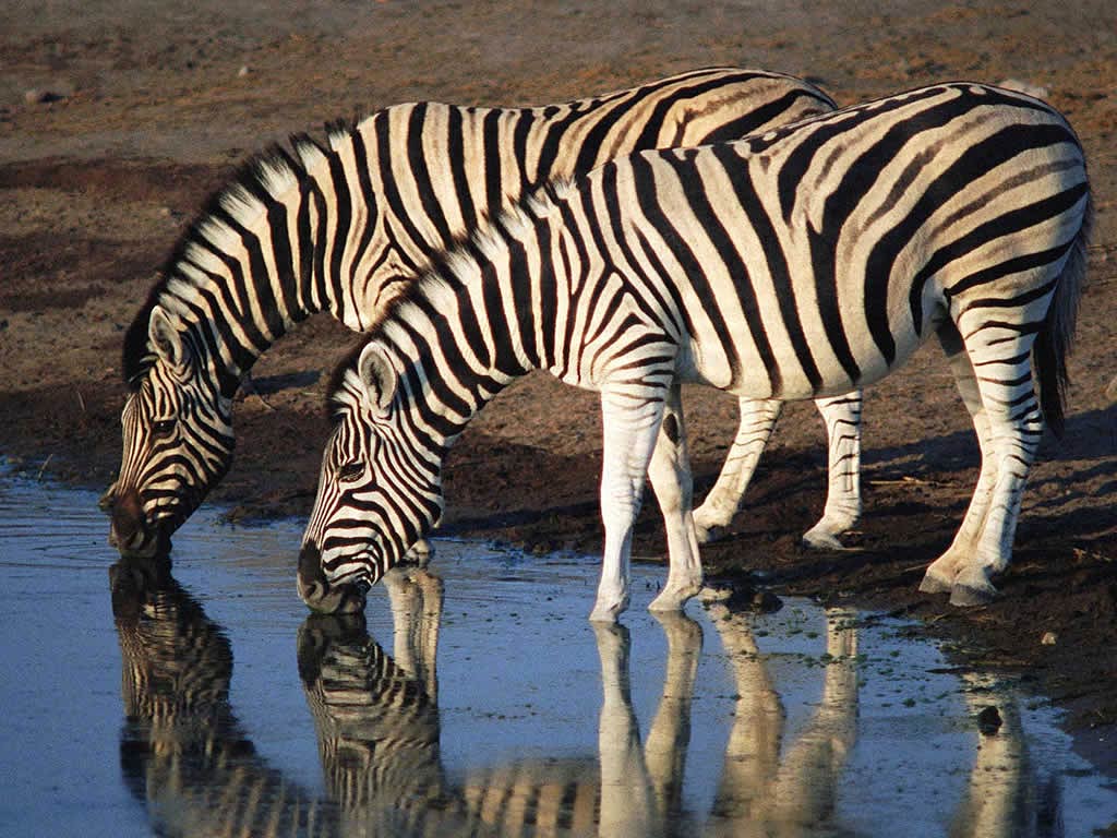 free Zebra wallpaper wallpapers download