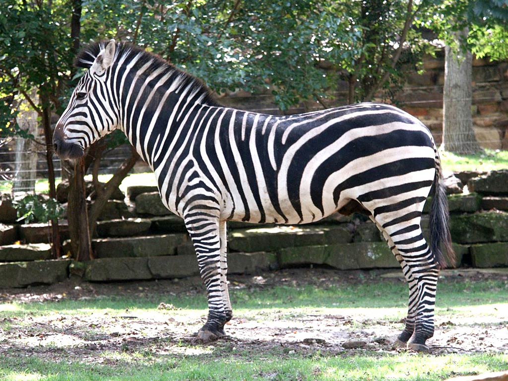 free Zebra wallpaper wallpapers download