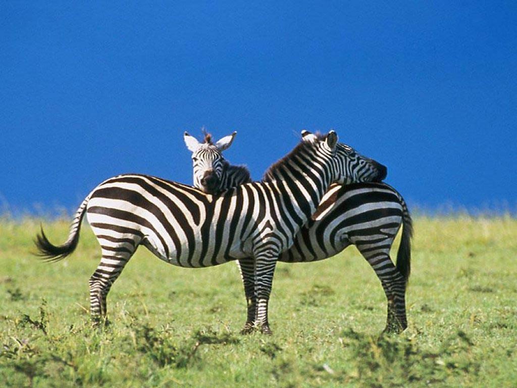 free Zebra wallpaper wallpapers and background
