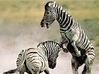 Zebra image