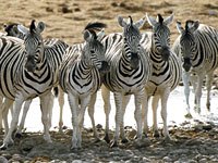 Zebra image