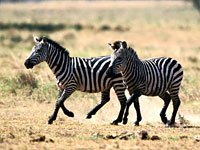 Zebra image