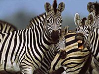 Zebra image