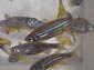 Zebrafish wallpaper