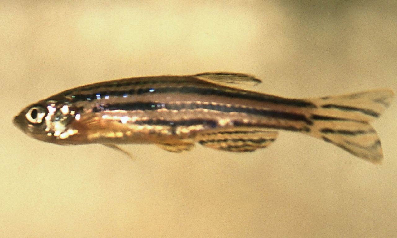 free Zebrafish wallpaper wallpapers and background