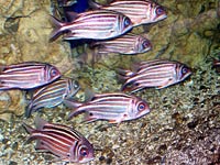 Zebrafish image