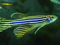 Zebrafish photo