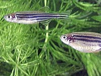 Zebrafish image