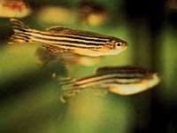 Zebrafish