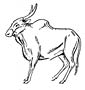 Zebu coloring page