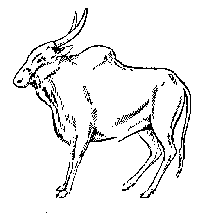 free Zebu coloring page