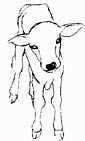 Zebu coloring page