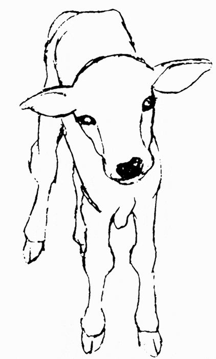 free Zebu coloring page