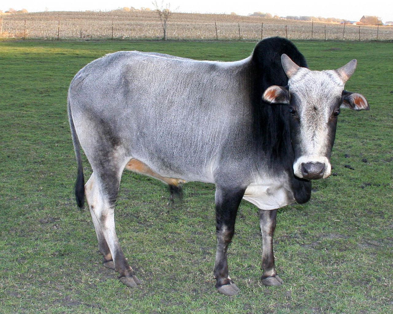 free Zebu wallpaper wallpapers and background