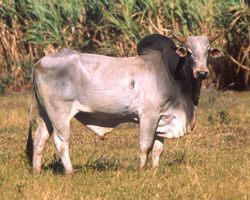 free Zebu wallpaper wallpapers download