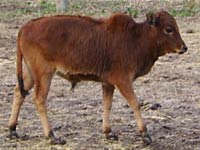 Zebu picture