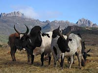 Zebu photo