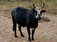 Zebu picture